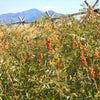 50 AMERICAN LICORICE Glycyrrhiza Lepidota aka Wild Licorice Native Herb White Flower Seeds