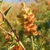 50 AMERICAN LICORICE Glycyrrhiza Lepidota aka Wild Licorice Native Herb White Flower Seeds