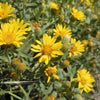 100 HAIRY GOLDEN ASTER Chrysopsis Heterotheca Villosa Herb Yellow Flower Seeds