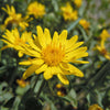 100 HAIRY GOLDEN ASTER Chrysopsis Heterotheca Villosa Herb Yellow Flower Seeds