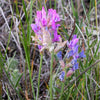 30 Purple LOCOWEED CRAZYWEED Oxytropis Lambertii Native Flower Seeds