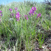 30 Purple LOCOWEED CRAZYWEED Oxytropis Lambertii Native Flower Seeds