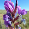 30 Purple LOCOWEED CRAZYWEED Oxytropis Lambertii Native Flower Seeds