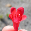 150 Eatons RED FIRECRACKER PENSTEMON Eatonii Native Hummingbird Flower Seeds