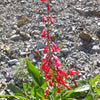 150 Eatons RED FIRECRACKER PENSTEMON Eatonii Native Hummingbird Flower Seeds