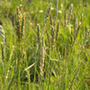 500 MUTTONGRASS Poa Fendleriana Eragrostis Mutton Grass Bluegrass Native Seeds