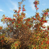 20 SILVER BUFFALOBERRY Shepherdia Argentea Red Fruit Native Bullberry Berry Shrub Seeds