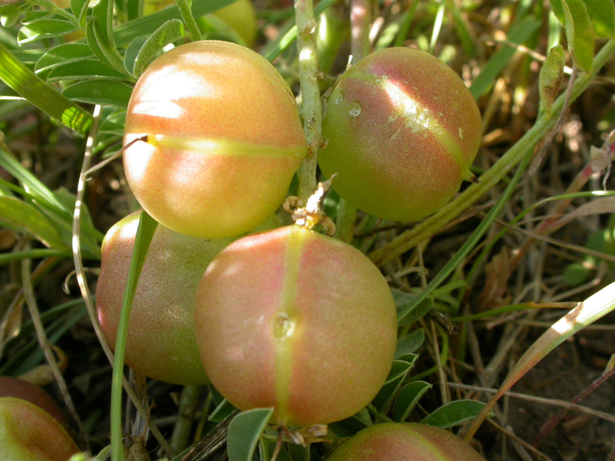 Ground Plum Seeds – Flower Cover Ground Plum Milkvetch Astragalus Crassicarpus – photo 2