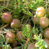 Ground Plum Seeds – Flower Cover Ground Plum Milkvetch Astragalus Crassicarpus – photo 3