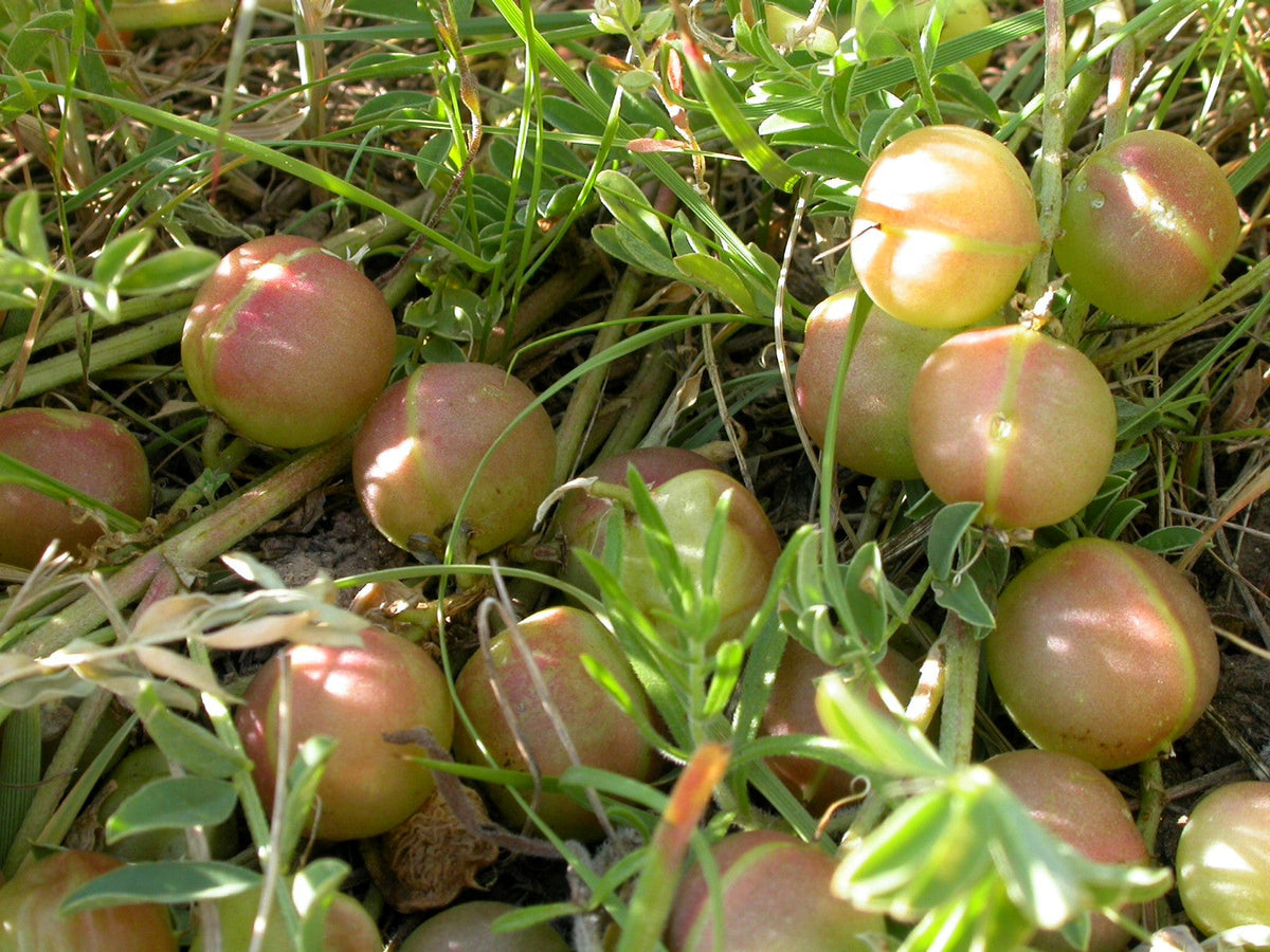 Ground Plum Seeds – Flower Cover Ground Plum Milkvetch Astragalus Crassicarpus – photo 3