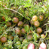 Ground Plum Seeds – Flower Cover Ground Plum Milkvetch Astragalus Crassicarpus – photo 4
