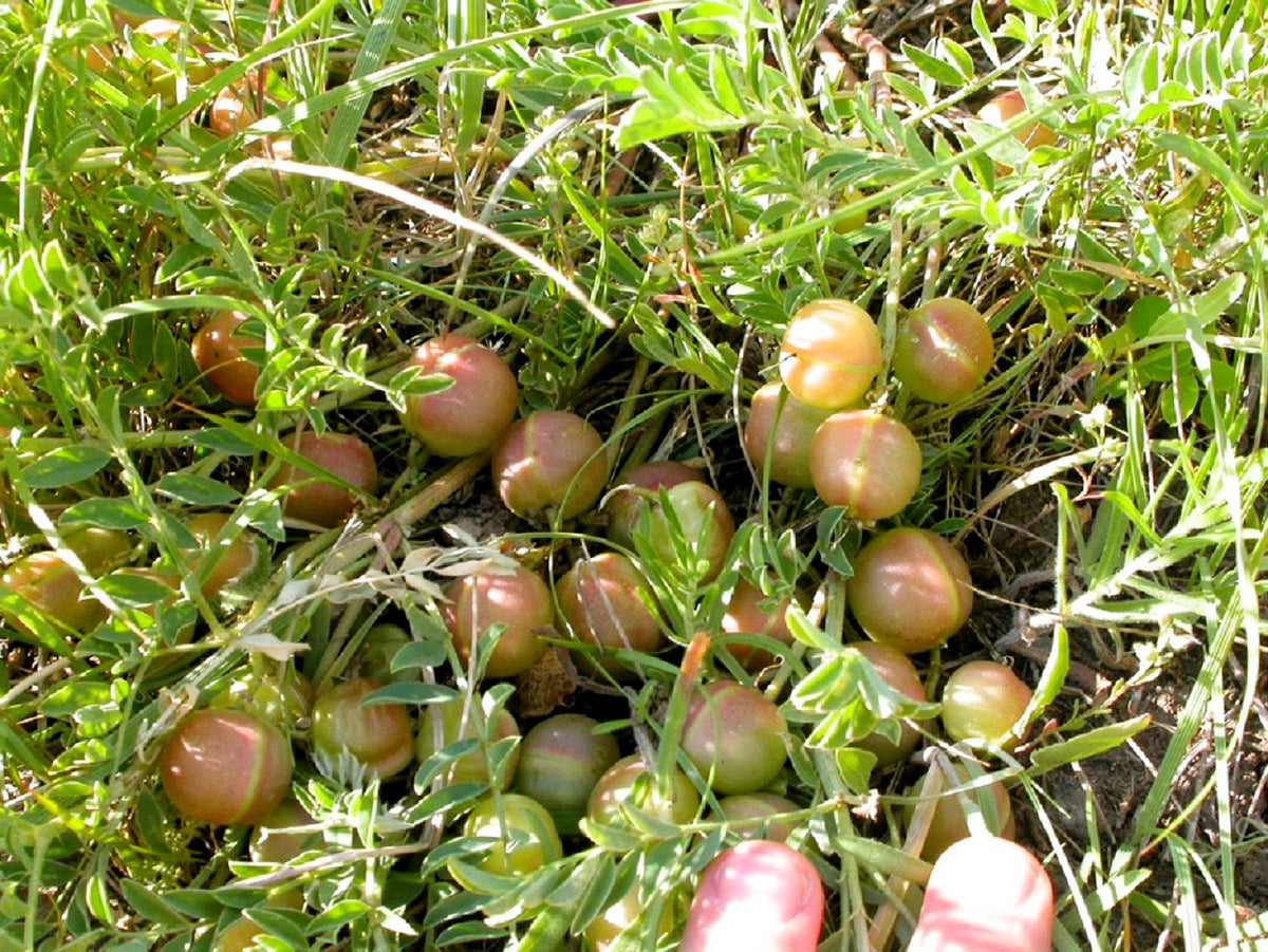 Ground Plum Seeds – Flower Cover Ground Plum Milkvetch Astragalus Crassicarpus – photo 4