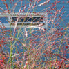 1000 SWITCHGRASS Tall Panic Switch Grass Panicum Virgatum Red Flower Seeds