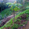 Madeira Giant Black Parsley Seeds – Parsnip Palm Melanoselinum Decipiens Flower – photo 2