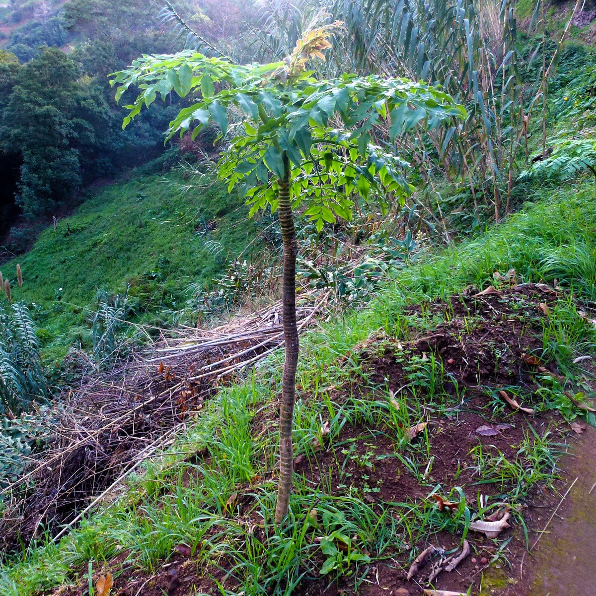 Madeira Giant Black Parsley Seeds – Parsnip Palm Melanoselinum Decipiens Flower – photo 2