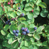 20 SASKATOON SERVICEBERRY aka Western, Pacific, Juneberry, Shadbush Amelanchier Alnifolia Native Edible Purple Berry Fruit White Flower Shrub Seeds