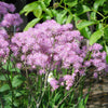 5 COLUMBINE MEADOW RUE Thalictrum Aquilegifolium Purple Pink Flower Seeds