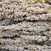 100 Organic PEPPERMINT QUINOA Grain Chenopodium Quinoa White & Green Heads - White Seeds