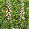 200 GRECIAN FOXGLOVE Wooly Digitalis Lanata Hummingbird White Yellow Purple Brown Flower Seeds