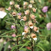 200 GRECIAN FOXGLOVE Wooly Digitalis Lanata Hummingbird White Yellow Purple Brown Flower Seeds