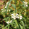 50 WHITE TURTLEHEAD Chelone Glabra Flower Seeds