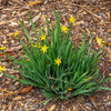 10 YELLOW EYED GRASS Ornamental Sisyrinchium Californicum Flower Seeds