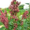 50 Organic CHERRY VANILLA QUINOA Chenopodium Pink Flower White Grain Vegetable Seeds