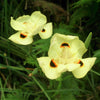 20 YELLOW AFRICAN IRIS Fortnight Lily Dietes Bicolor Butterfly Flag Spanish Peacock Iris Flower Seeds