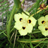 20 YELLOW AFRICAN IRIS Fortnight Lily Dietes Bicolor Butterfly Flag Spanish Peacock Iris Flower Seeds