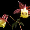 100 ORIENTAL COLUMBINE Plum & White Aquilegia Vulgaris Flower Seeds