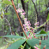 50 TASSELFLOWER Red Pink  Leucopogon Verticillatus Tassel Flower Shrub Seeds