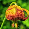 20 COLUMBIAN TIGER LILY Oregon Lily Lilium Columbianum syn. Canadense Parviflorum Orange Maroon Spotted Native Flower Seeds