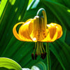 20 COLUMBIAN TIGER LILY Oregon Lily Lilium Columbianum syn. Canadense Parviflorum Orange Maroon Spotted Native Flower Seeds