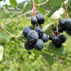 20 SASKATOON SERVICEBERRY aka Western, Pacific, Juneberry, Shadbush Amelanchier Alnifolia Native Edible Purple Berry Fruit White Flower Shrub Seeds
