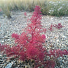 50 SEAFOAM Zeechium Teloxys Aristata Model Miniatures Sea Foam Red Flower Seeds