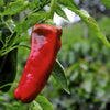 60 RED MARCONI PEPPER Rossa Large Sweet Italian Frying Capsicum Annuum Seeds