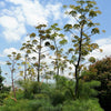 15 GIANT FENNEL Ferula Communis Gigantea Yellow Flower Herb Seeds