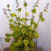 100 PIGGYBACK Plant YOUTH On AGE Tolmiea Thousand Mothers Menziesii Flower Seeds