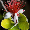 10 PINEAPPLE GUAVA Fruit Acca Guavasteen Brazilian or Fig Guava Feijoa Sellowiana Pink Red Flower Tree Shrub Seeds