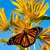 250 MAXIMILIAN (Prairie) SUNFLOWER Helianthus Maximiliani Flower Seeds