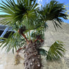 10 WAGNER WINDMILL PALM Dwarf Chusa Trachycarpus Fortunei Wagnerianus Tree Houseplant Seeds