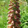 20 MILK CHOCOLATE FOXGLOVE Spanish Digitalis Parviflora Red Brown Flower Seeds