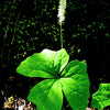 10 VANILLA LEAF Achlys Triphylla Deer Foot Vanillaleaf Fragrant Foliage White Shade Groundcover Flower Seeds