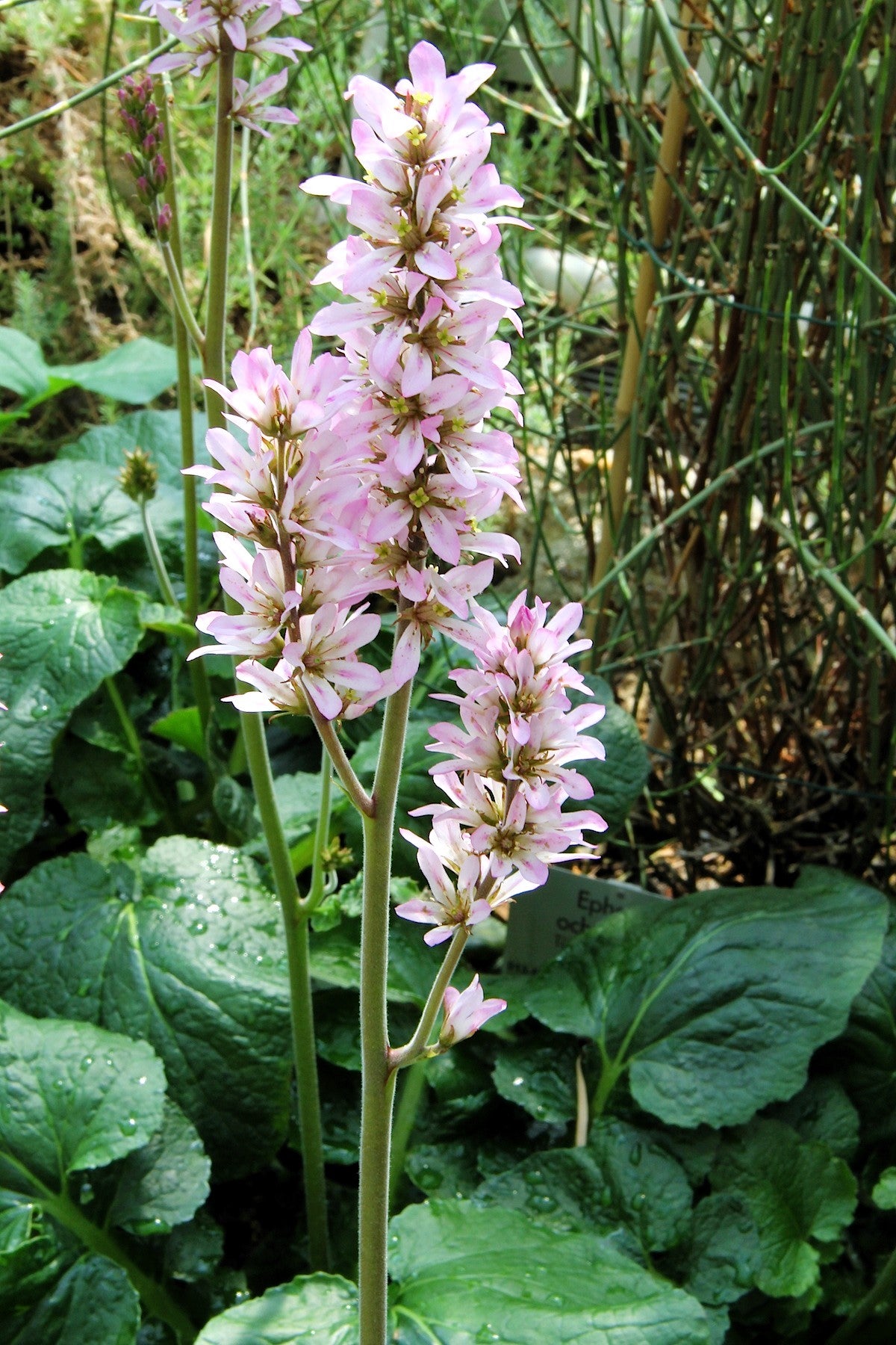 Bridal Wreath Seeds – White & Pink Francoa Appendiculata Flower Seeds for Part Shade