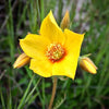 300 YELLOW BLAZING STAR Mentzelia Lindleyi Bartonia Evening Star Native Flower Seeds