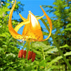 20 COLUMBIAN TIGER LILY Oregon Lily Lilium Columbianum syn. Canadense Parviflorum Orange Maroon Spotted Native Flower Seeds