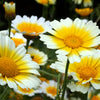 1000 GARLAND CROWN DAISY Chrysanthemum Coronarium Glebionis Flower Seeds