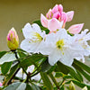 50 FORTUNE RHODODENDRON Fortunei Shrub Rose Pink Mauve White Flower Seeds