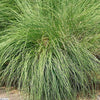 200 PRAIRIE DROPSEED Ornamental Native Grass Sporobolus Heterolepis Seeds
