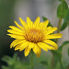 100 HAIRY GOLDEN ASTER Chrysopsis Heterotheca Villosa Herb Yellow Flower Seeds